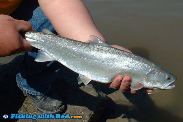 Fraser river bull trout in spring