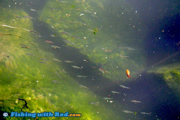 Pods of small fish are excellent visual cues when searching for predatory species in the Tidal Fraser