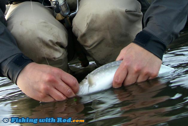 A pair of waders allow the angler to release his or her catch in the water so its chance of survival is jeopardized