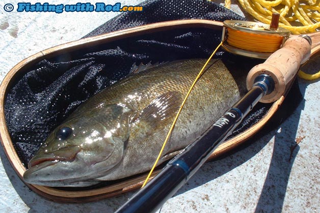 A smallmouth bass on the fly