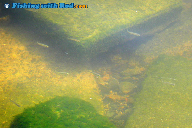 Salmon fry in Tidal Fraser River