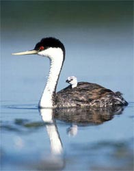 Western grebes