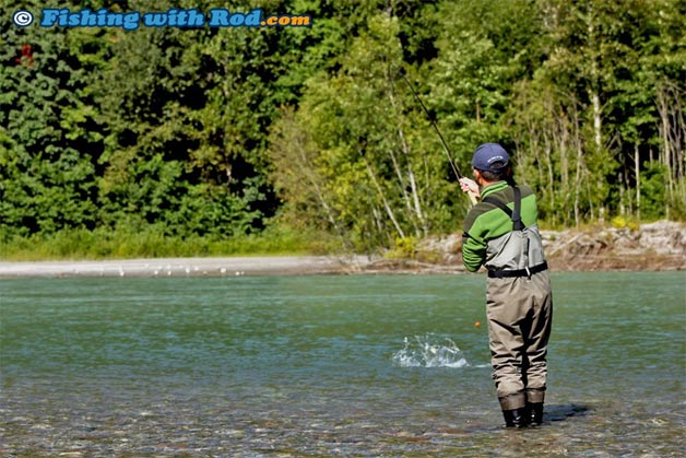 Fighting a pink salmon.