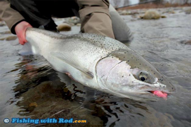 BC river steelhead fishing