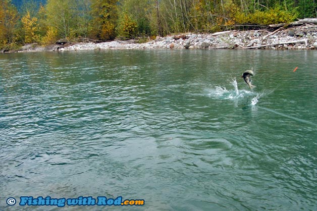 Chum salmon being acrobatic