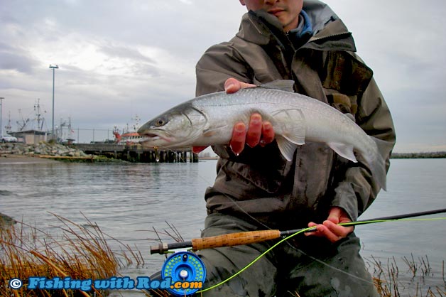 The bull trout looks fantastic in this photograph, except my head has been cut off