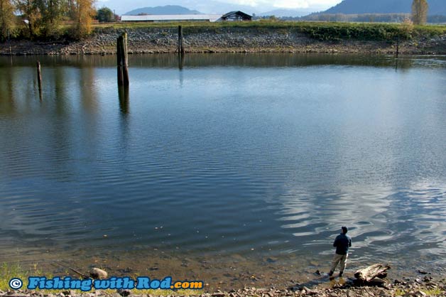 Nicomen Slough in Dewdney BC