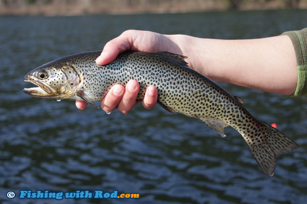 Mystery BC fish species.