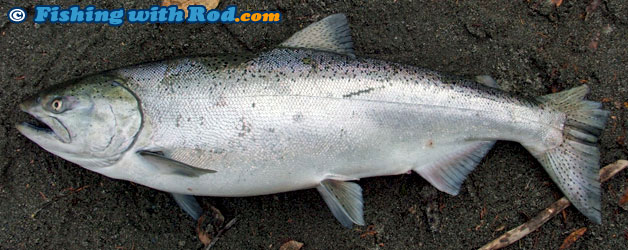 Chinook salmon