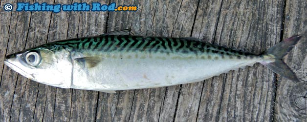 Chub mackerel