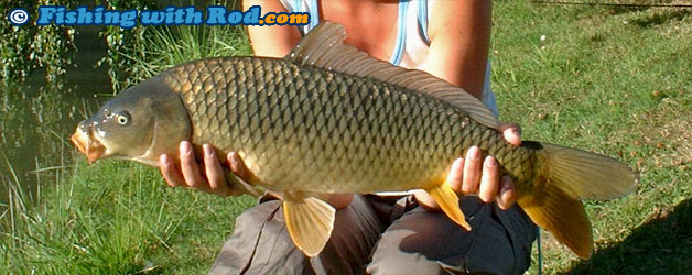 Common carp