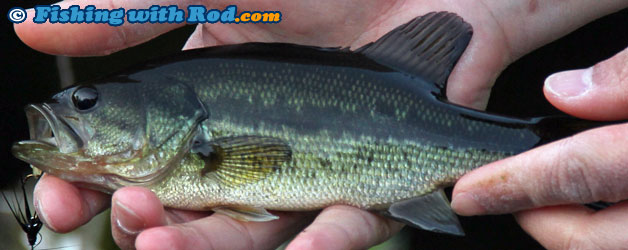 Largemouth bass