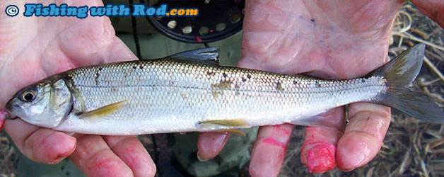 Mountain whitefish