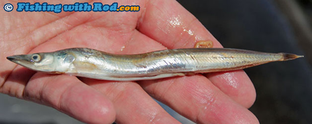 Pacific sand lance