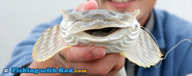 Pacific staghorn sculpin