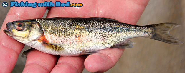 Redside shiner