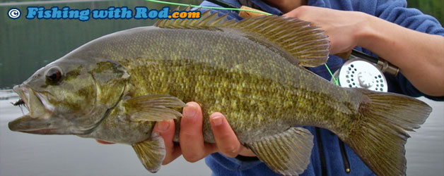 Smallmouth bass