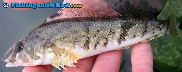 White spotted greenling