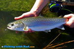 Estuary winter bull trout