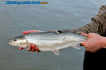 Tidal Fraser River anadromous bull trout