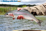 Rainbow trout under the sun