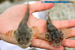 Tiny sculpin