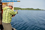 Mackerel on the fly