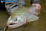 Coho salmon on a spoon