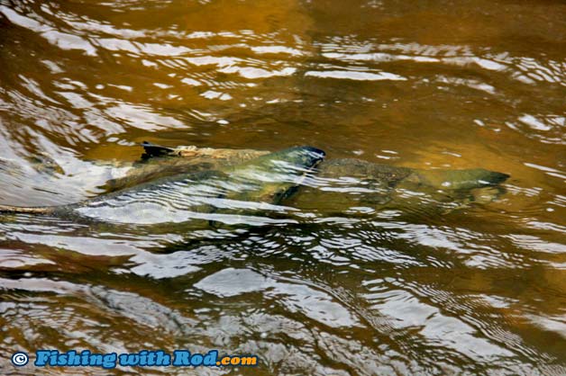 Spawning chum salmon