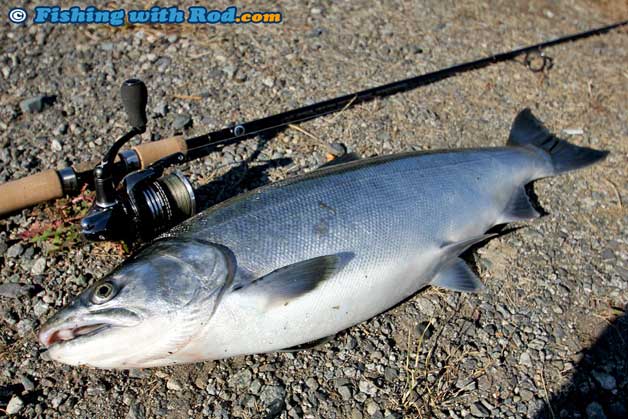 Tidal Fraser River coho salmon