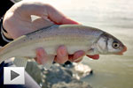 Pole Fishing in Fraser Estuaries