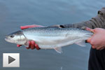 Spring Bull Trout in Vancouver