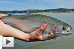 BC Summer Rainbow Trout