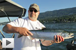 Early Morning Coho Salmon