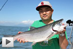 Sockeye Salmon Bonanza