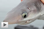 Spiny Dogfish