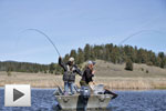 Finding Chironomid Feeders