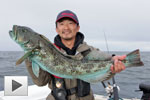 Inshore Lingcod Tactics